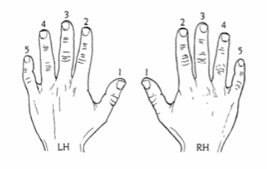 finger numbers